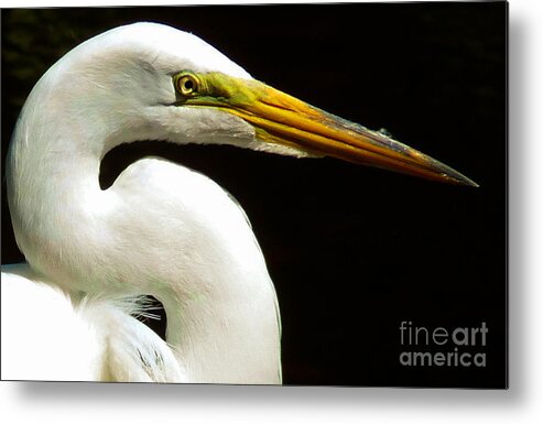 White Egret Metal Print featuring the photograph Golden Eye by Susan Duda