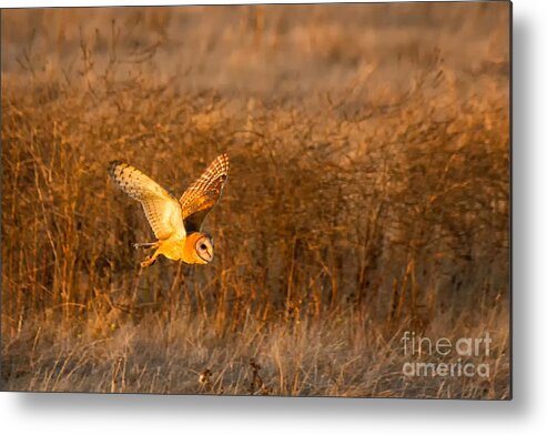 Animal Metal Print featuring the photograph Golden Flight by Alice Cahill