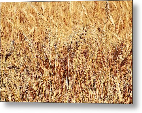 Wheat Metal Print featuring the photograph Golden Grains by Michelle Calkins