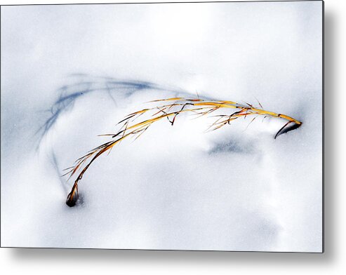 Photo Metal Print featuring the photograph Golden Grass and Shadow in Snow by John Haldane