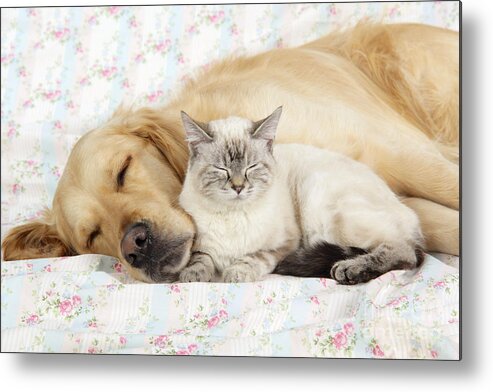 Dog Metal Print featuring the photograph Golden Retriever And Cat by John Daniels