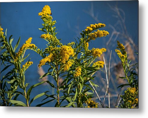 Golden Rods Metal Print featuring the photograph Golden Rods at Northside Park by Bill Swartwout