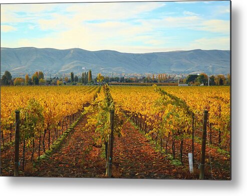 Golden Metal Print featuring the photograph Golden vineyards by Lynn Hopwood