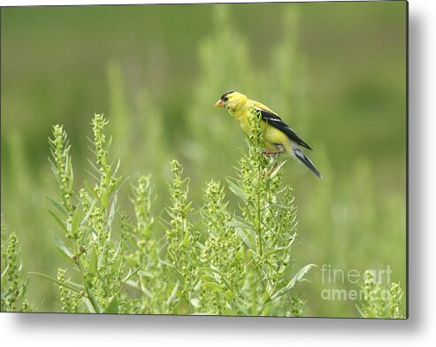 American Metal Print featuring the photograph Goldfinch Lookout by Jayne Carney