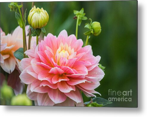  Metal Print featuring the photograph Good Morning Dahlia by Patricia Babbitt