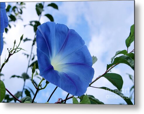 Floral Metal Print featuring the photograph Good Morning Glory by Cathy Beharriell