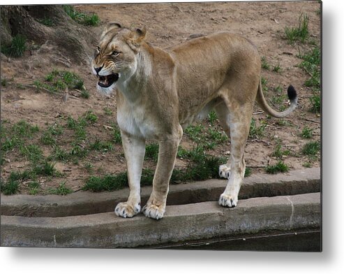 Zoo Metal Print featuring the photograph Good Morning by Vadim Levin