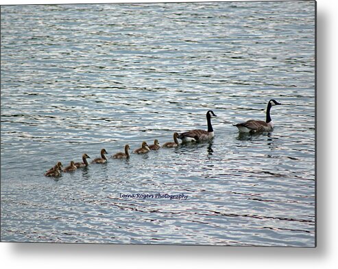 Canadian Geese Metal Print featuring the photograph Goose Family by Lorna Rose Marie Mills DBA Lorna Rogers Photography