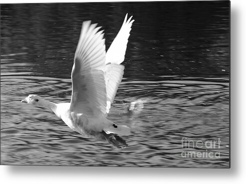 St James Lake Metal Print featuring the photograph Goose Flight by Jeremy Hayden