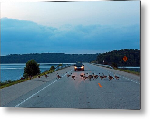 Wildlife Metal Print featuring the photograph Goose Rush Hour by Lorna Rose Marie Mills DBA Lorna Rogers Photography