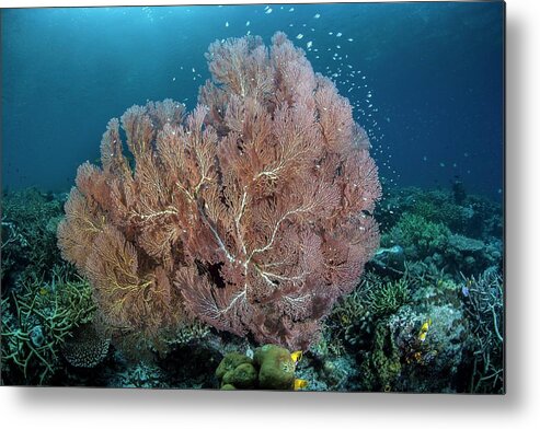 Animal Metal Print featuring the photograph Gorgonian Sea Fan by Ethan Daniels