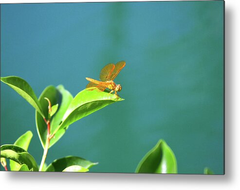 Dragonfly Metal Print featuring the photograph Gossamar Wings by James Knight