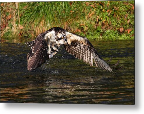 Osprey With Catch Metal Print featuring the photograph Gotcha by Mike Farslow