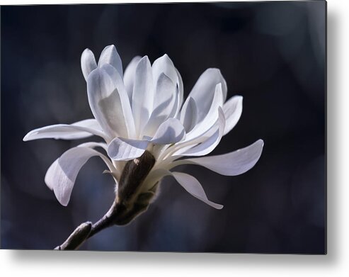 Star Magnolia Metal Print featuring the photograph Grace - No. 2 by Belinda Greb