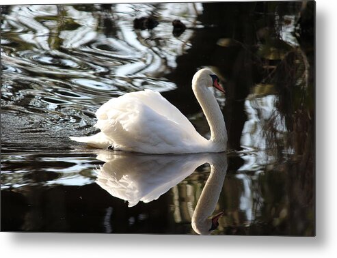 Graceful Metal Print featuring the photograph Graceful by Beth Vincent