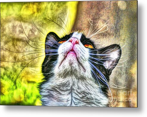 Cat Metal Print featuring the photograph Gracie's Wonderment by Phillip Garcia