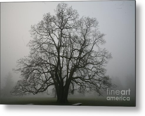 Fog Metal Print featuring the photograph Grand Oak Tree by Rich Collins