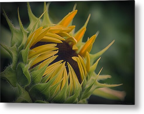 Sunflower Metal Print featuring the photograph Grand Opening by Phil Abrams
