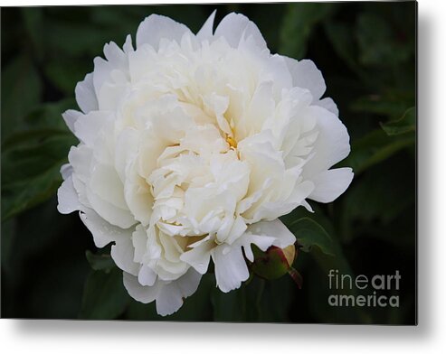 White Flower Metal Print featuring the photograph Grandma's Peony by Elizabeth Winter