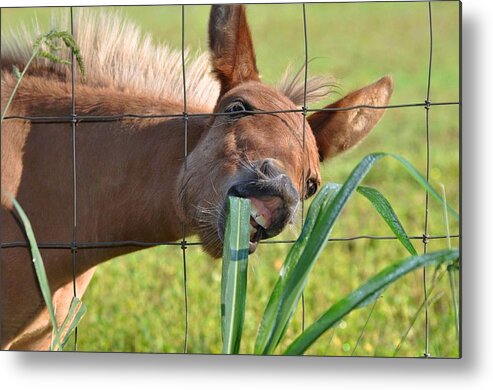 Pet Metal Print featuring the photograph Grass Is Greener by Charlotte Schafer