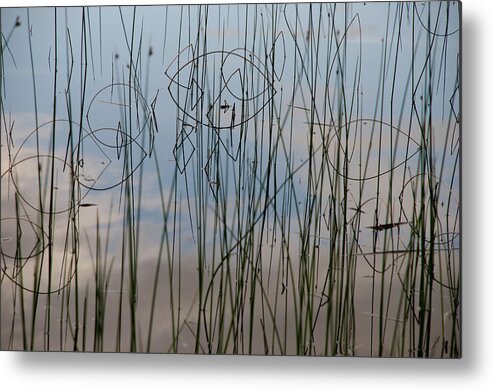 Grass Metal Print featuring the photograph Grass Reflections by Kathy Paynter