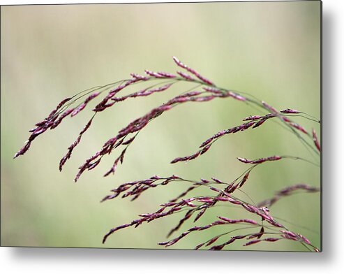 Grass Metal Print featuring the photograph Grass Seed by Leeon Photo