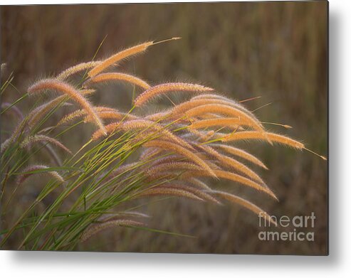 Brown Metal Print featuring the photograph Grass together in a group by Tosporn Preede