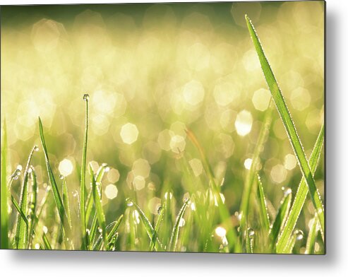 Grass Metal Print featuring the photograph Grass With Water Drops by Peter Cade