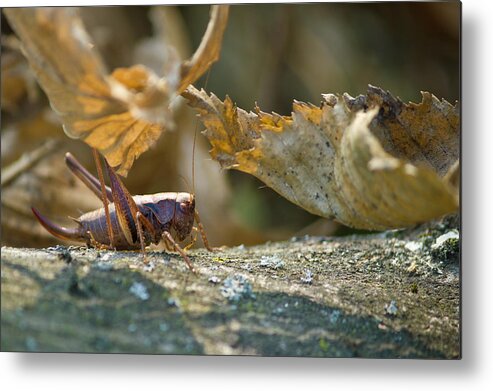 Grasshopper Metal Print featuring the photograph Grasshopper in natural forrest environment by Brch Photography