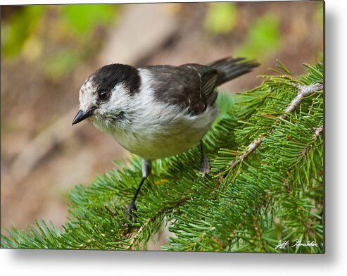 Animal Metal Print featuring the photograph Gray Jay on Fir Tree by Jeff Goulden