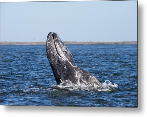 Feb0514 Metal Print featuring the photograph Gray Whale Spyhopping Magdalena Bay Baja by Flip Nicklin