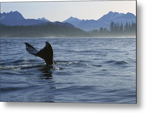 Feb0514 Metal Print featuring the photograph Gray Whale Tail Clayoquot Sound Canada by Flip Nicklin