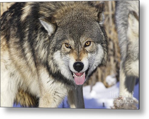 Wolf Metal Print featuring the photograph Gray Wolf, Canis Lupus by M. Watson