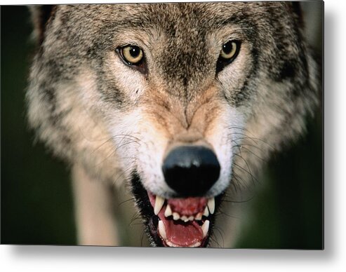 Snarling Metal Print featuring the photograph Gray Wolf Growling by James Gritz