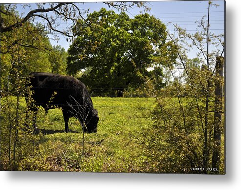 Cow Metal Print featuring the photograph Grazing Alabama by Verana Stark