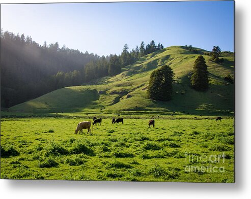 Cml Brown Metal Print featuring the photograph Grazing Hillside by CML Brown