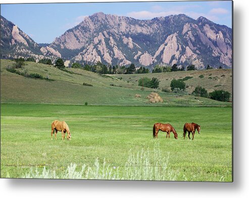 Horse Metal Print featuring the photograph Grazing Horses by Beklaus