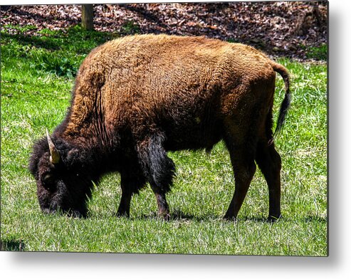 American Bison Metal Print featuring the photograph Grazing In The Grass by Robert L Jackson