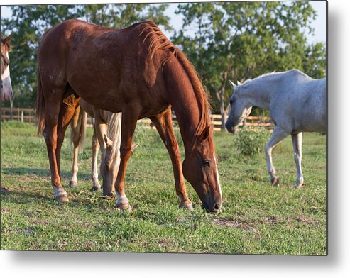 Horses Metal Print featuring the photograph Grazing by Tim Stanley