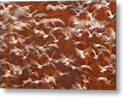 00301194 Metal Print featuring the photograph Great Black-backed Gulls by Scott Leslie