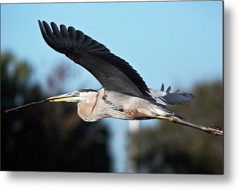Nobody Metal Print featuring the photograph Great Blue Heron In Flight by Bob Gibbons