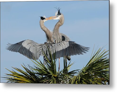 Great Blue Heron Metal Print featuring the photograph Great Blue Herons Courting by Bradford Martin