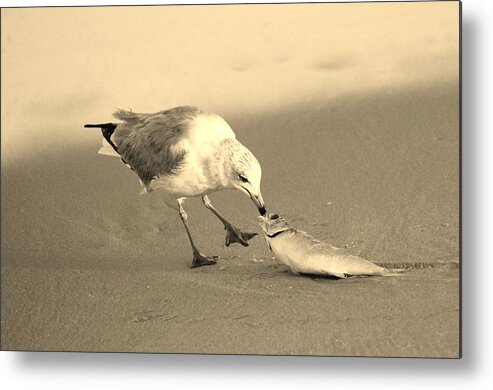 Ring-billed Gull Metal Print featuring the photograph Great Catch With Fish by Cynthia Guinn