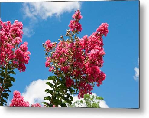 Crape Metal Print featuring the photograph Great Day In The Morning by Donna Proctor