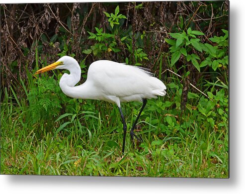 Sanibel 2 Metal Print featuring the photograph Great Egret Feeding by Chris Tennis