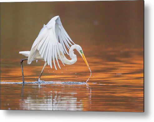 Hesse Metal Print featuring the photograph Great Egret Or Great White Heron -ardea by Wilfried Martin