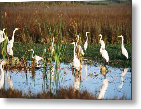 Outdoors Metal Print featuring the photograph Great Egrets Casmerodius Albus by Mark Newman