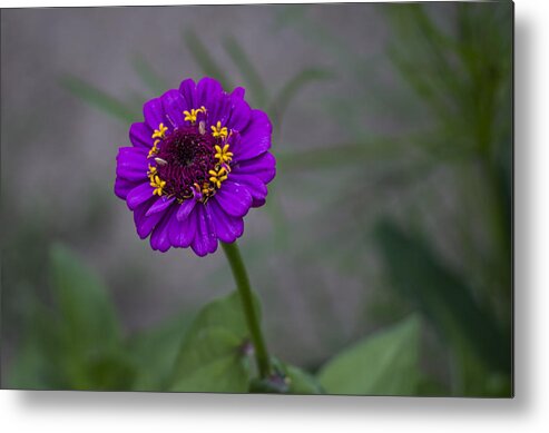 Daisy Metal Print featuring the photograph Great flower by Paulo Goncalves