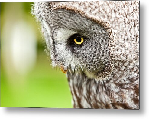 Owl Metal Print featuring the photograph Great Gray Owl close up by Simon Bratt