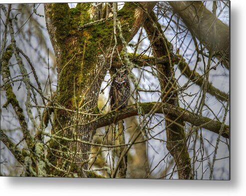 Nature Metal Print featuring the photograph Great Horned Owl by David Yack